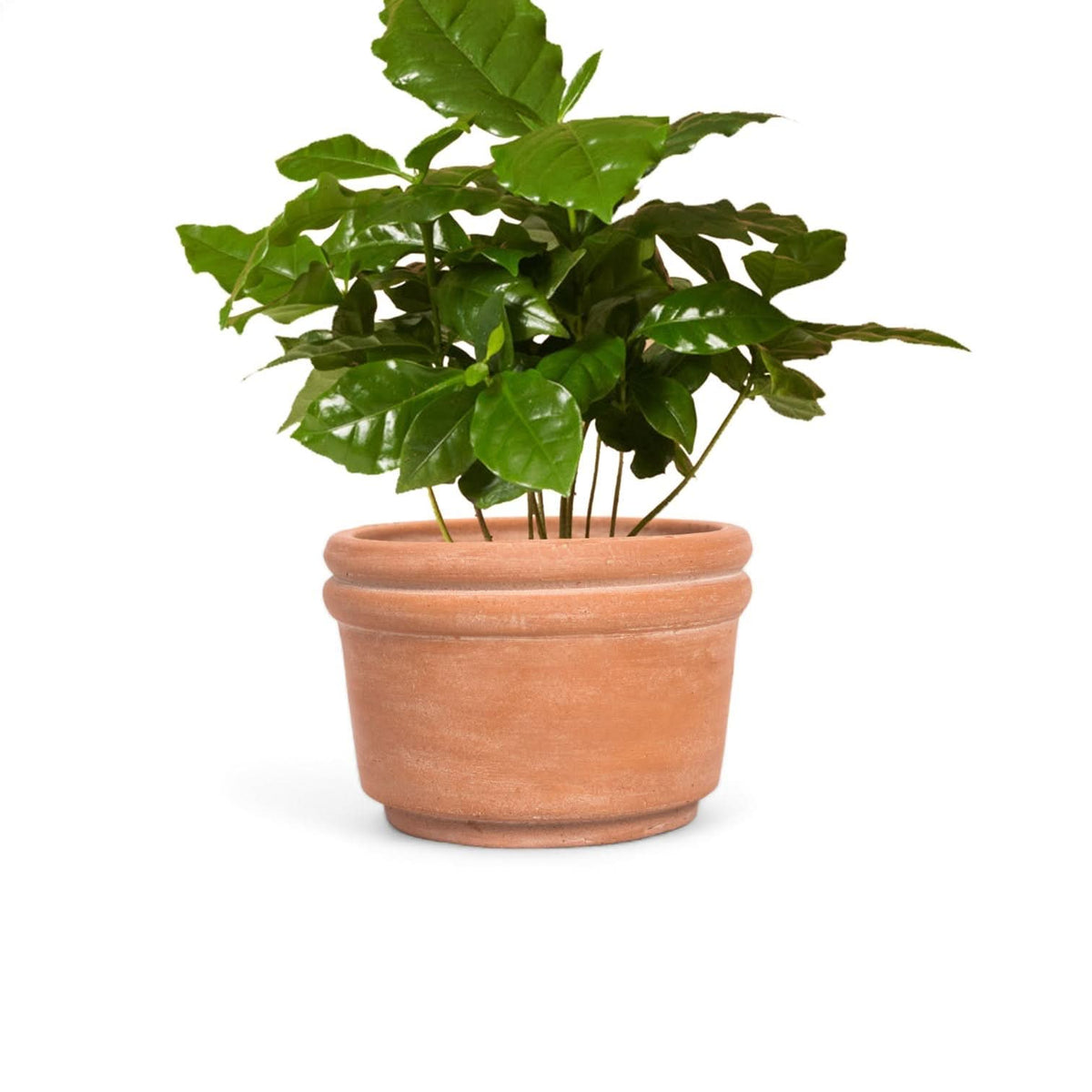 Felipe Large Terracotta Planter - Cultheir